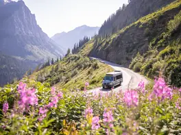 Fireweed Blooms along Going-to-the-Sun Road
