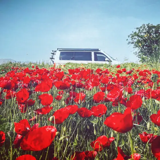 Furgoneta camper con techo elevable al fondo de un campo de amapolas rojas